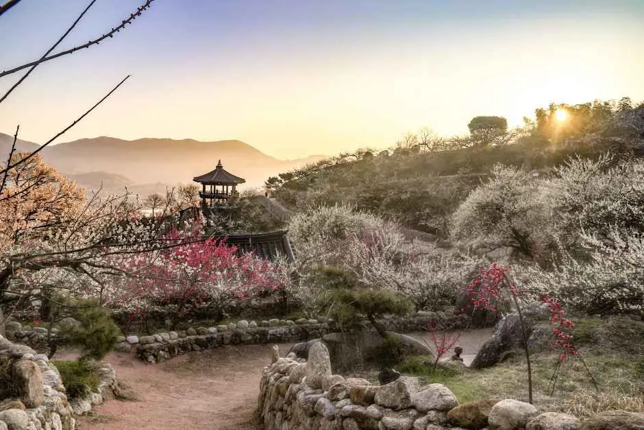광양 매화축제 2026 일정·요금·꿀팁 총정리