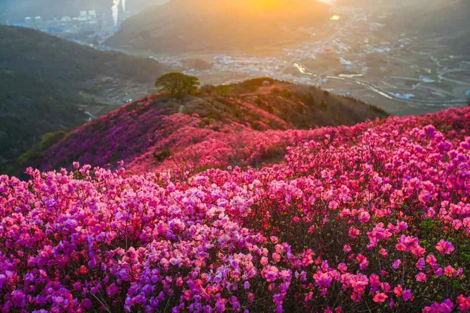 여수 영취산 진달래축제 2026, 진달래로 물드는 봄 풍경