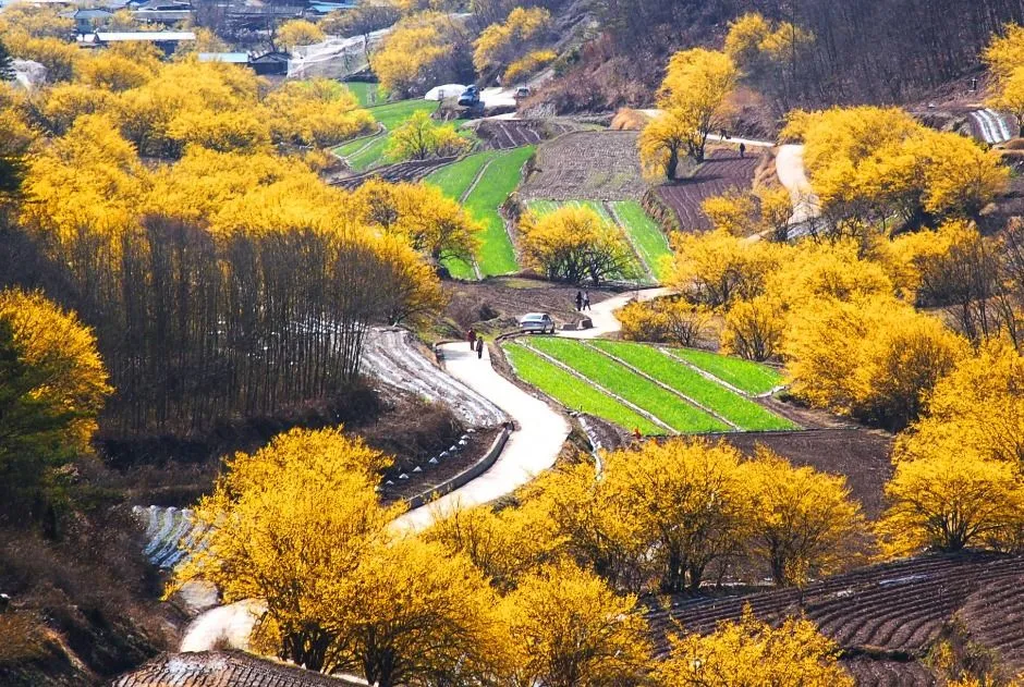 의성 산수유마을꽃맞이행사 2026, 3만 그루 산수유 절경