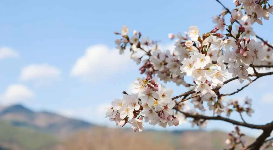 구례300리 벚꽃축제 2026, 129km 벚꽃길의 봄