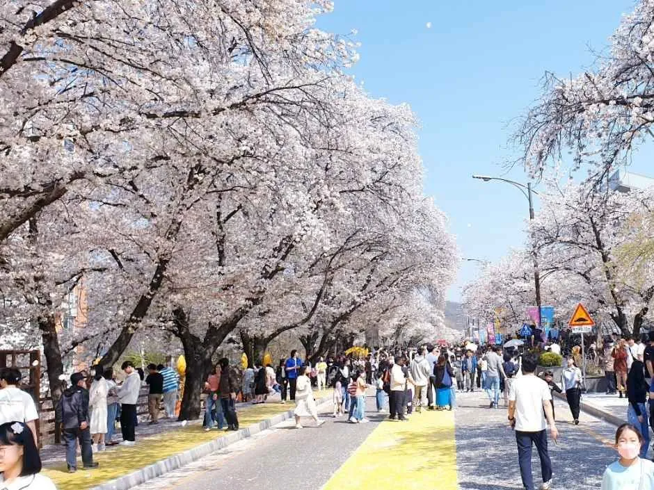 안동벚꽃축제 2026 일정과 탈춤공원 즐기는 법