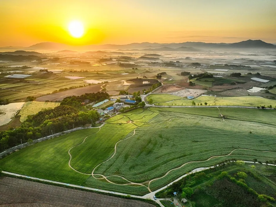 고창청보리밭 축제 2026, 77만㎡ 초록 물결 산책