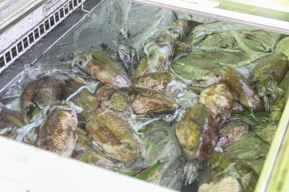 장항항 수산물 꼴갑축제 2026, 서천에서 맛보는 신선함
