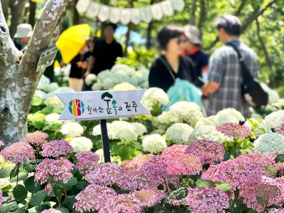 월아산 수국 수국 페스티벌 2026, 진주 숲에서 만나는 수국의 계절
