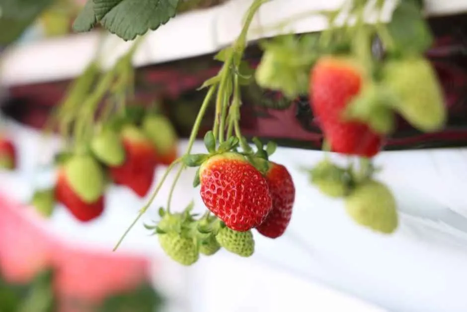 완주삼례딸기대축제 2026, 딸기로 가득 채우는 봄
