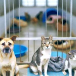 반려동물 입양 지원 정책 2026, 충주시 최대 45만원 혜택 총정리