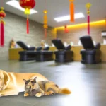 설 연휴 반려동물 안전 돌봄 펫위탁소 가이드 2026 – 명절 걱정 끝내는 꿀팁 총정리